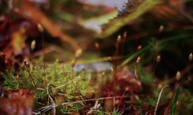 automne-microcosmos automne-microcosmos