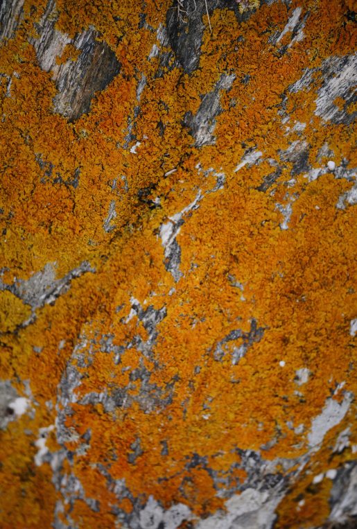 lichen lichen